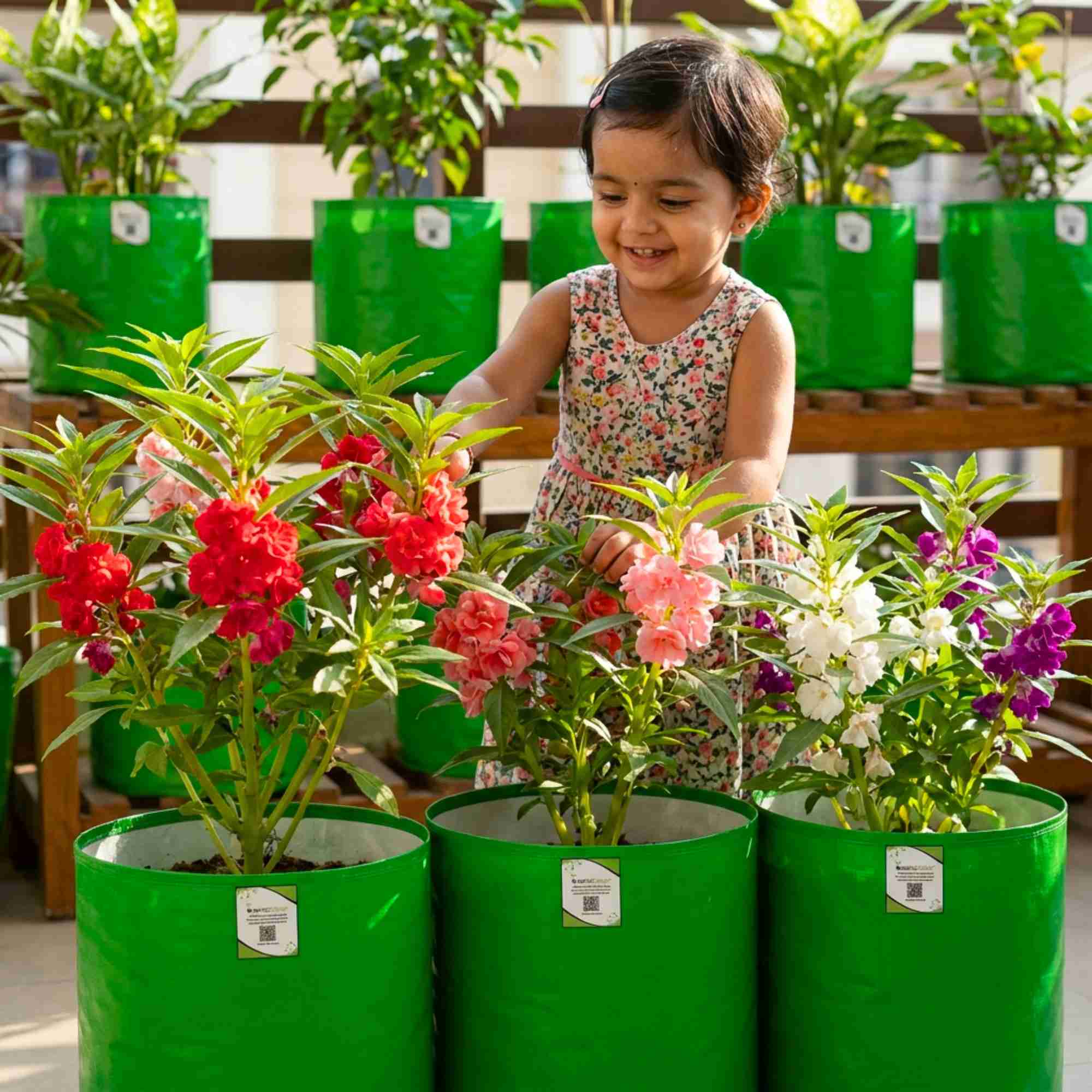 Balsam Camellia Flowered Mix Seeds - 100 Seeds (Gulmehndi/गुलमेहंदी के बीज) High Germination/ Easy to grow/Colorful Flower Seeds for Balcony & Terrace Garden - Image 3