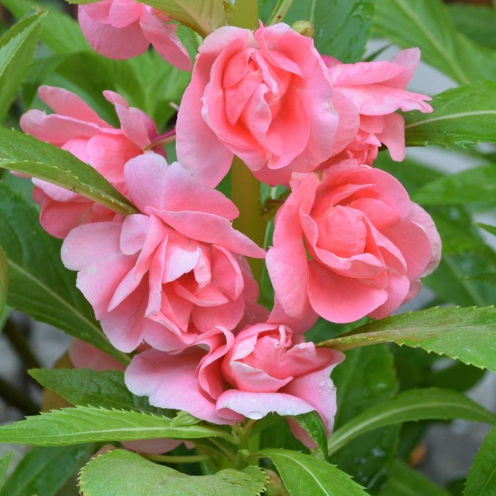 Balsam Camellia Flowered Mix Seeds - 100 Seeds (Gulmehndi/गुलमेहंदी के बीज) High Germination/ Easy to grow/Colorful Flower Seeds for Balcony & Terrace Garden - Image 4