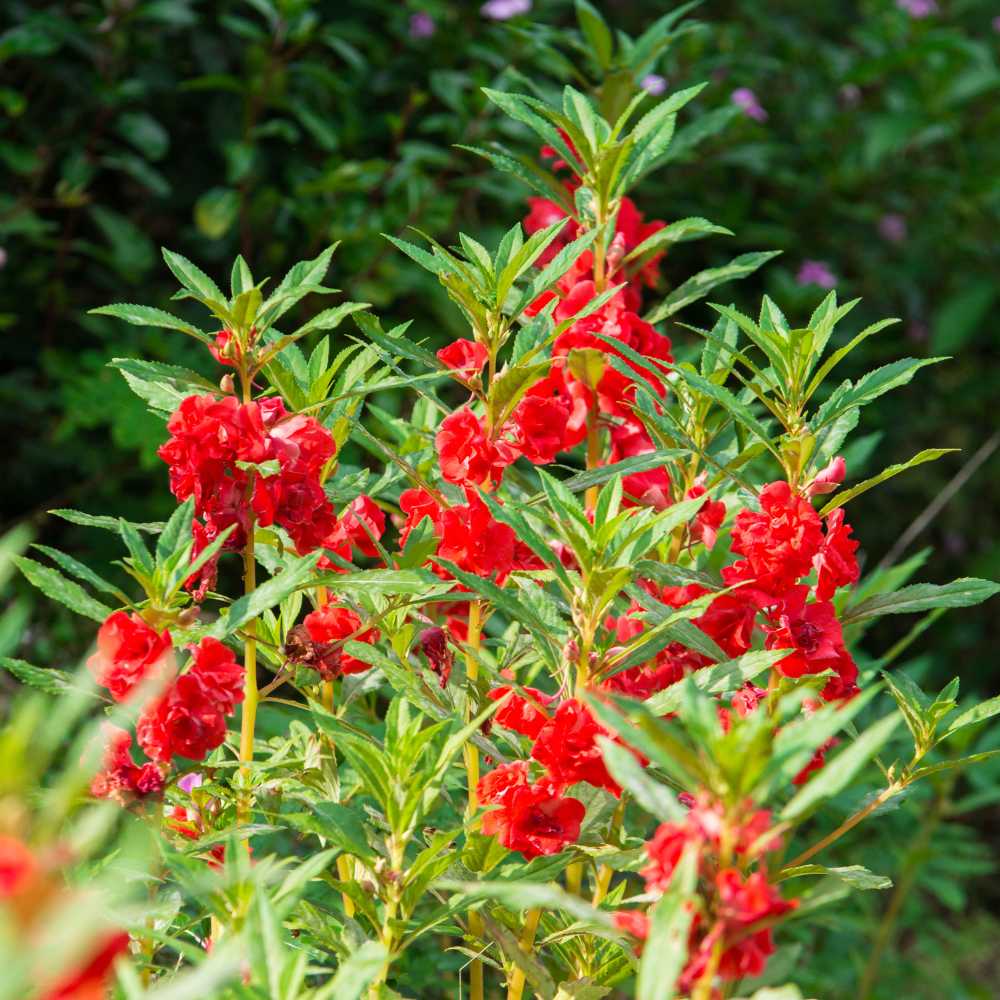 Balsam Camellia Flowered Mix Seeds - 100 Seeds (Gulmehndi/गुलमेहंदी के बीज) High Germination/ Easy to grow/Colorful Flower Seeds for Balcony & Terrace Garden - Image 5