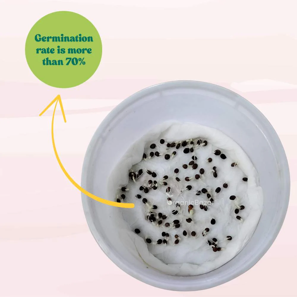 Balsam Camellia Flowered Mix Seeds - 100 Seeds (Gulmehndi/गुलमेहंदी के बीज) High Germination/ Easy to grow/Colorful Flower Seeds for Balcony & Terrace Garden - Image 7