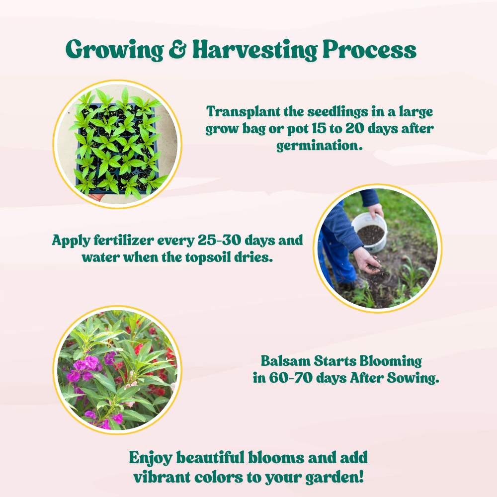 Balsam Camellia Flowered Mix Seeds - 100 Seeds (Gulmehndi/गुलमेहंदी के बीज) High Germination/ Easy to grow/Colorful Flower Seeds for Balcony & Terrace Garden - Image 9
