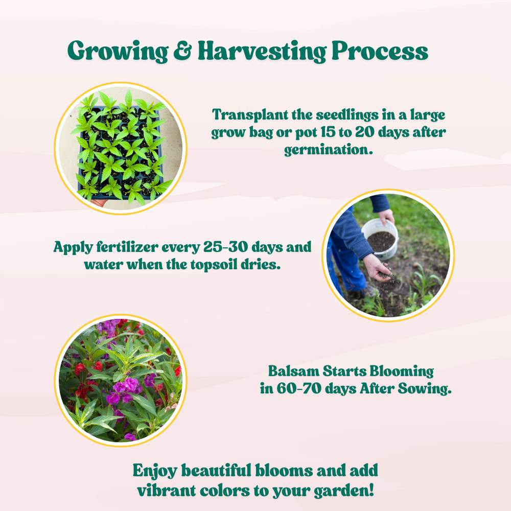 Balsam Tom Thumb Mix Seeds - 100 Seeds (Gulmehndi/गुलमेहंदी के बीज) High Germination/ Easy to grow/Colorful Flower Seeds for Balcony & Terrace Garden - Image 6