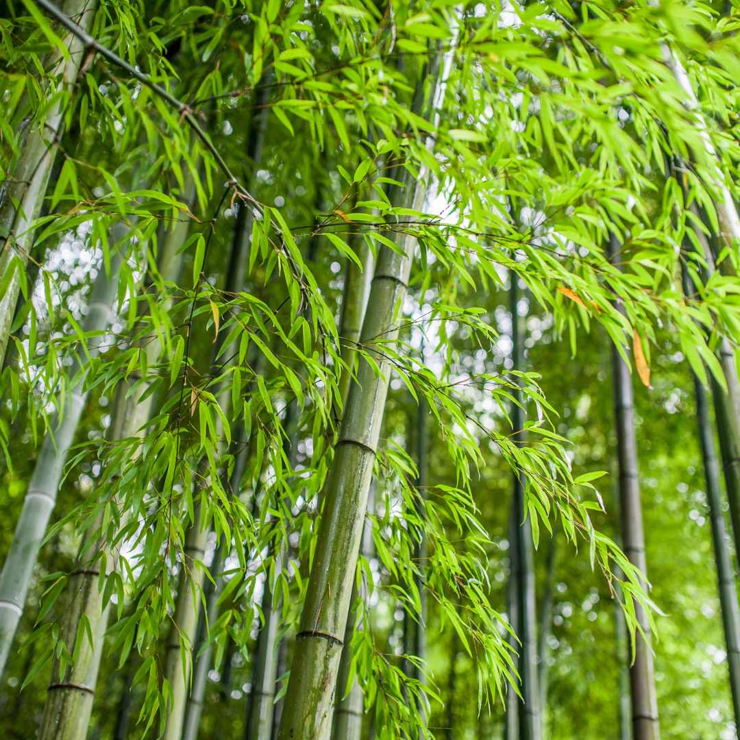 Bamboo Plant Seeds (Dendrocalamus Strictus) - 200 Seeds - Image 3