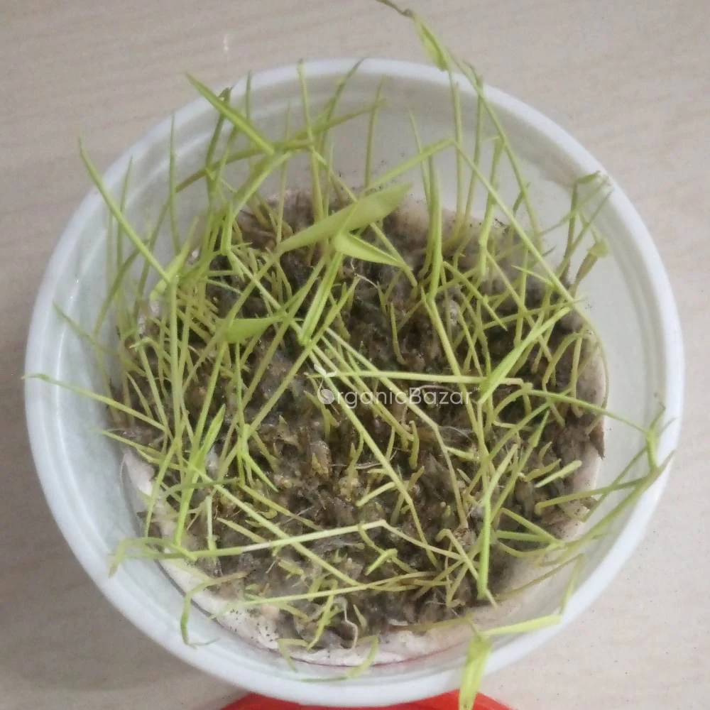 Bamboo Plant Seeds (Dendrocalamus Strictus) - 200 Seeds - Image 5