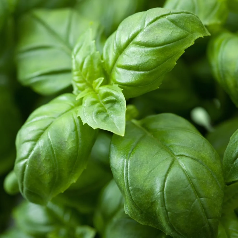 Basil Genovese Green Seeds (Tulsi/तुलसी के बीज)