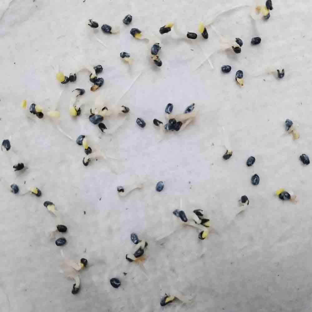 Basil Genovese Green Seeds (Tulsi/तुलसी के बीज) - Image 3