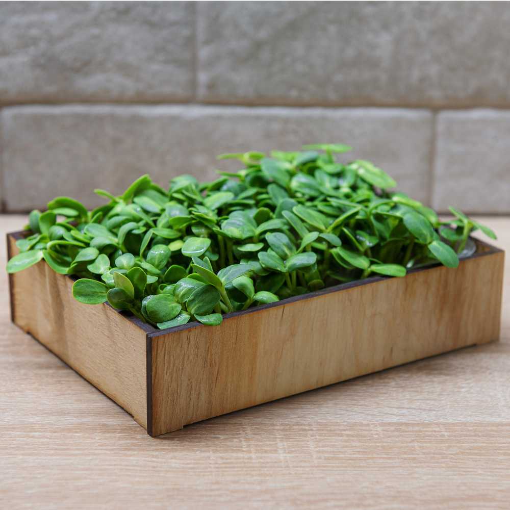 Basil Microgreen Seeds - 10g (Tulsi/तुलसी के बीज) - Image 3
