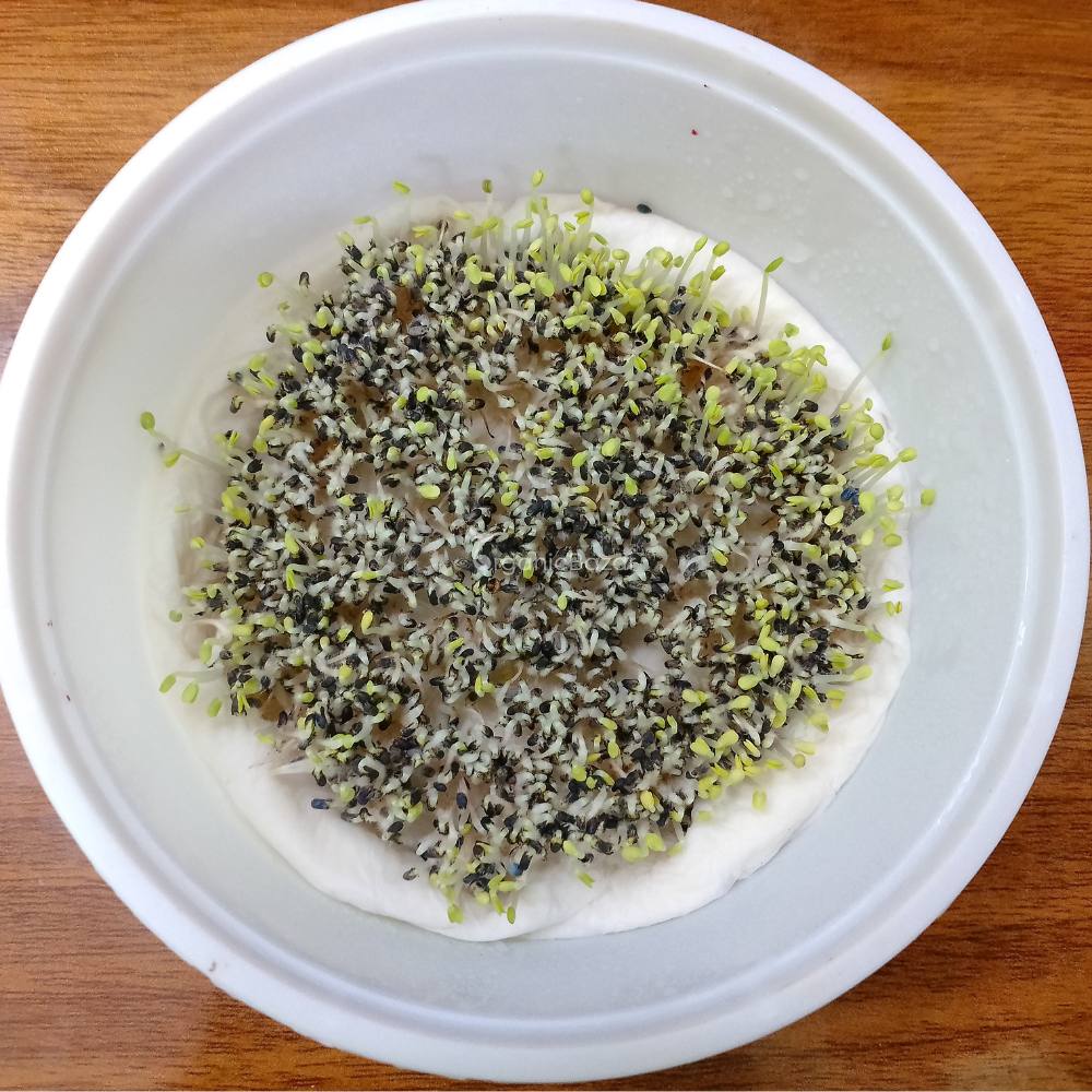 Basil Microgreen Seeds - 10g (Tulsi/तुलसी के बीज) - Image 4