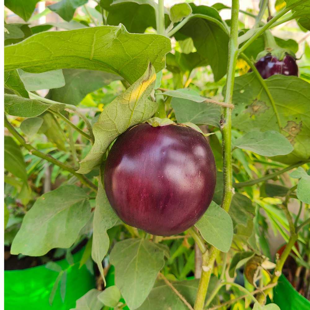 Bharta baingan Seeds - 50 Seeds) High Germination/ High Yield / Ideal for Terrace/Kitchen Gardening (Brinjal/Eggplant/बैंगन के बीज) - Image 3
