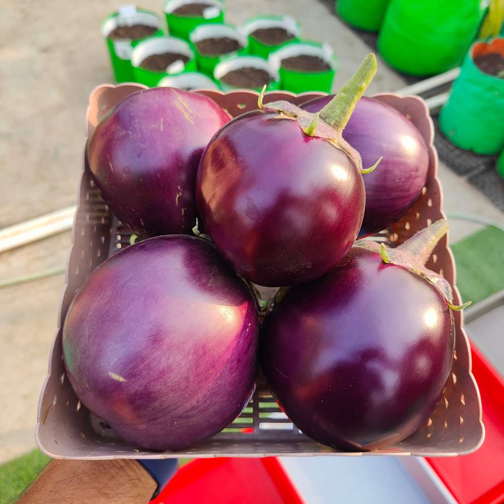 Bharta baingan Seeds - 50 Seeds) High Germination/ High Yield / Ideal for Terrace/Kitchen Gardening (Brinjal/Eggplant/बैंगन के बीज) - Image 4