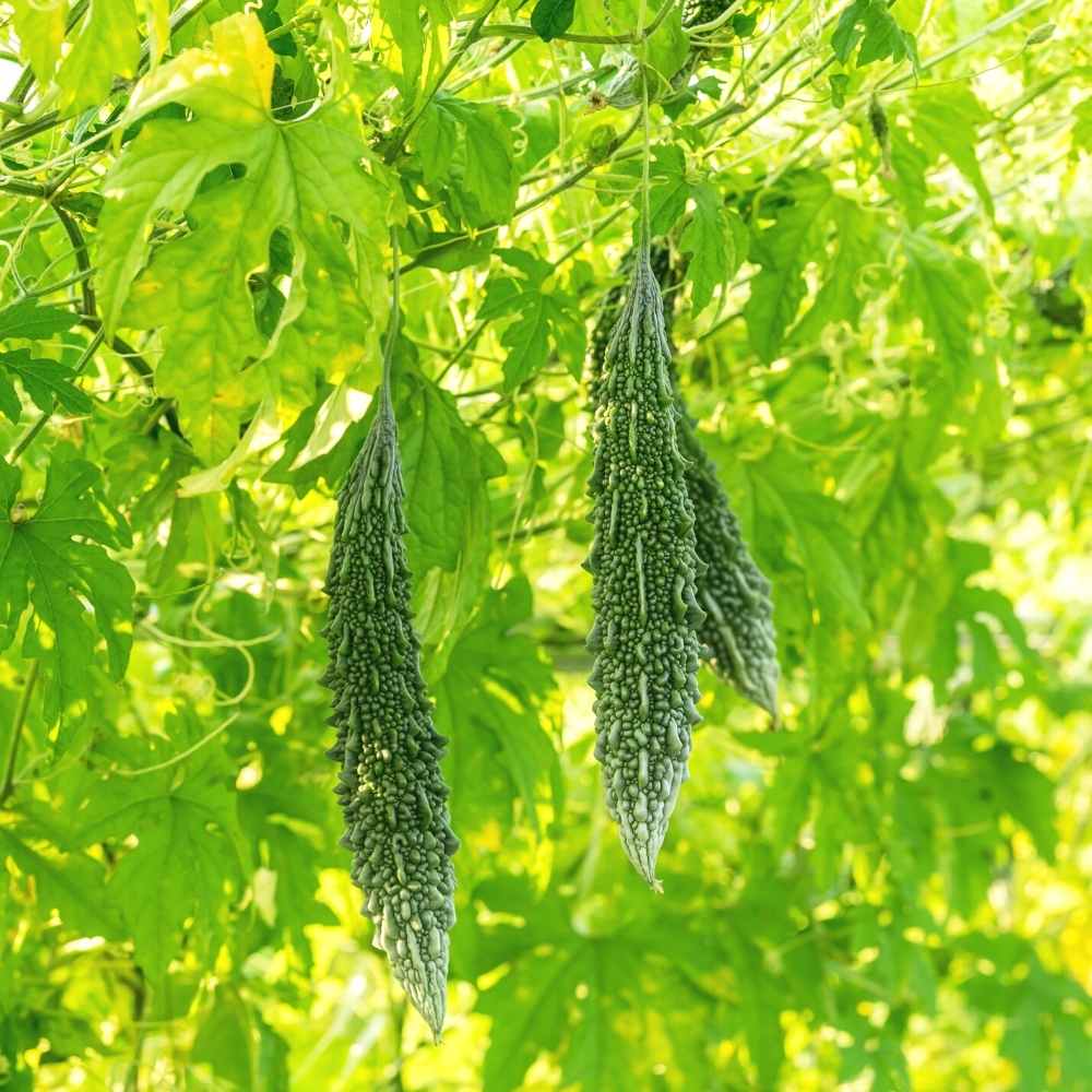 Bitter Gourd (Barahmasi) Seeds - 12 Seeds (karela/करेला के बीज) Easy To grow, High Germination, High Yield Karela Seeds for Home Gardening