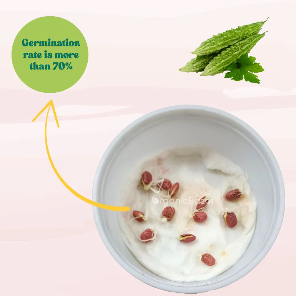 Bitter Gourd (Barahmasi) Seeds - 12 Seeds (karela/करेला के बीज) Easy To grow, High Germination, High Yield Karela Seeds for Home Gardening - Image 3