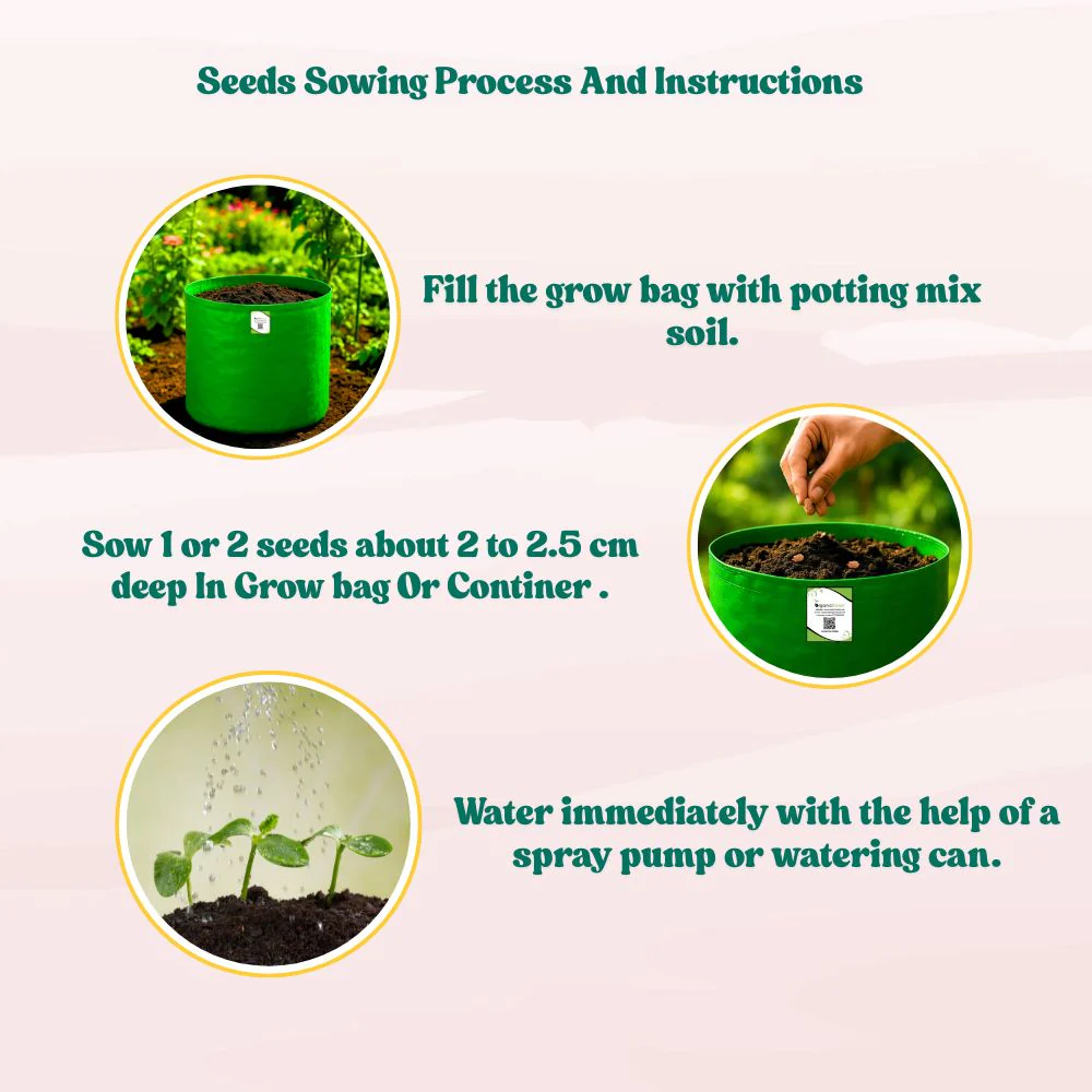 Bitter Gourd (Barahmasi) Seeds - 12 Seeds (karela/करेला के बीज) Easy To grow, High Germination, High Yield Karela Seeds for Home Gardening - Image 4