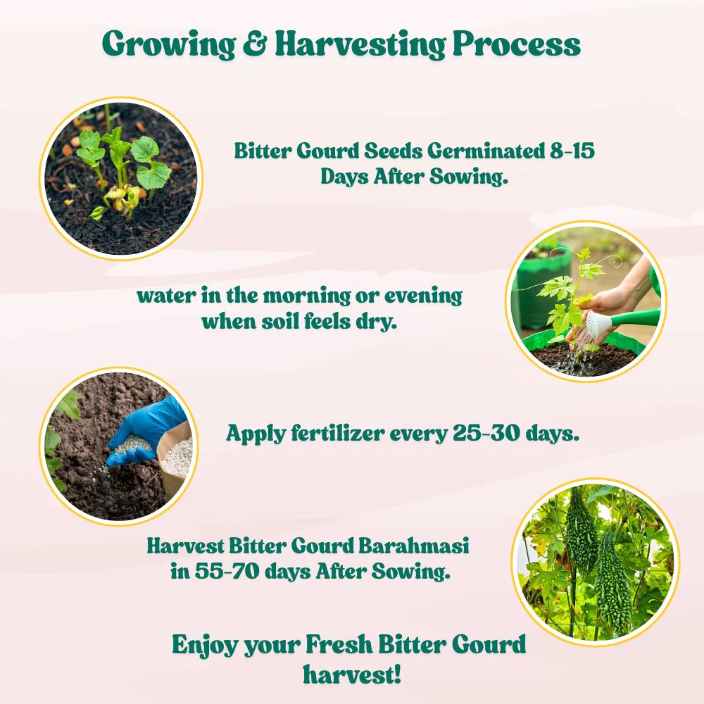 Bitter Gourd (Barahmasi) Seeds - 12 Seeds (karela/करेला के बीज) Easy To grow, High Germination, High Yield Karela Seeds for Home Gardening - Image 5