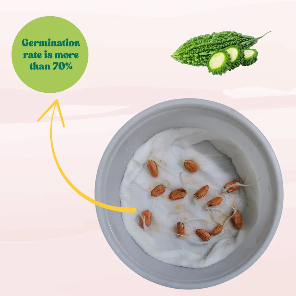 Bitter Gourd Chu-Chu Seeds - 12 Seeds (Karela/ करेला के बीज) Easy To grow, High Germination, High Yield Karela Seeds for Home Gardening - Image 3