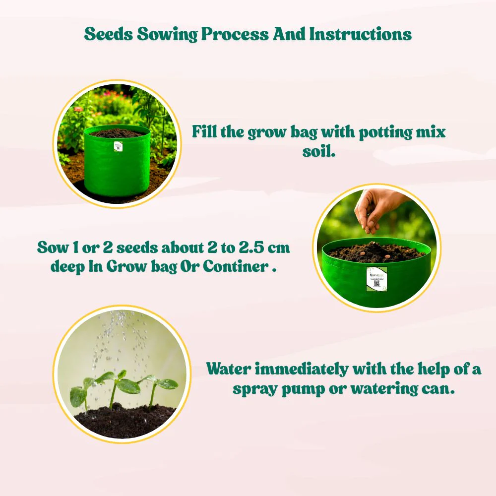 Bitter Gourd Chu-Chu Seeds - 12 Seeds (Karela/ करेला के बीज) Easy To grow, High Germination, High Yield Karela Seeds for Home Gardening - Image 4