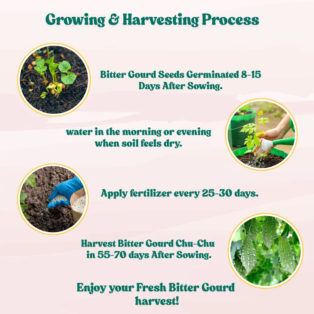 Bitter Gourd Chu-Chu Seeds - 12 Seeds (Karela/ करेला के बीज) Easy To grow, High Germination, High Yield Karela Seeds for Home Gardening - Image 5