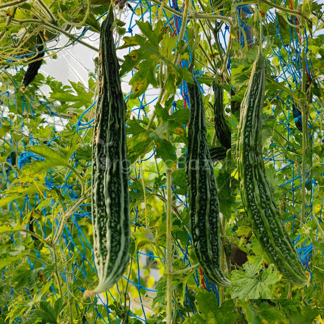 Bitter Gourd Jhalari Seeds - 12 Seeds (karela/करेला के बीज) Easy To grow, High Germination, High Yield Karela Seeds for Home Gardening - Image 2