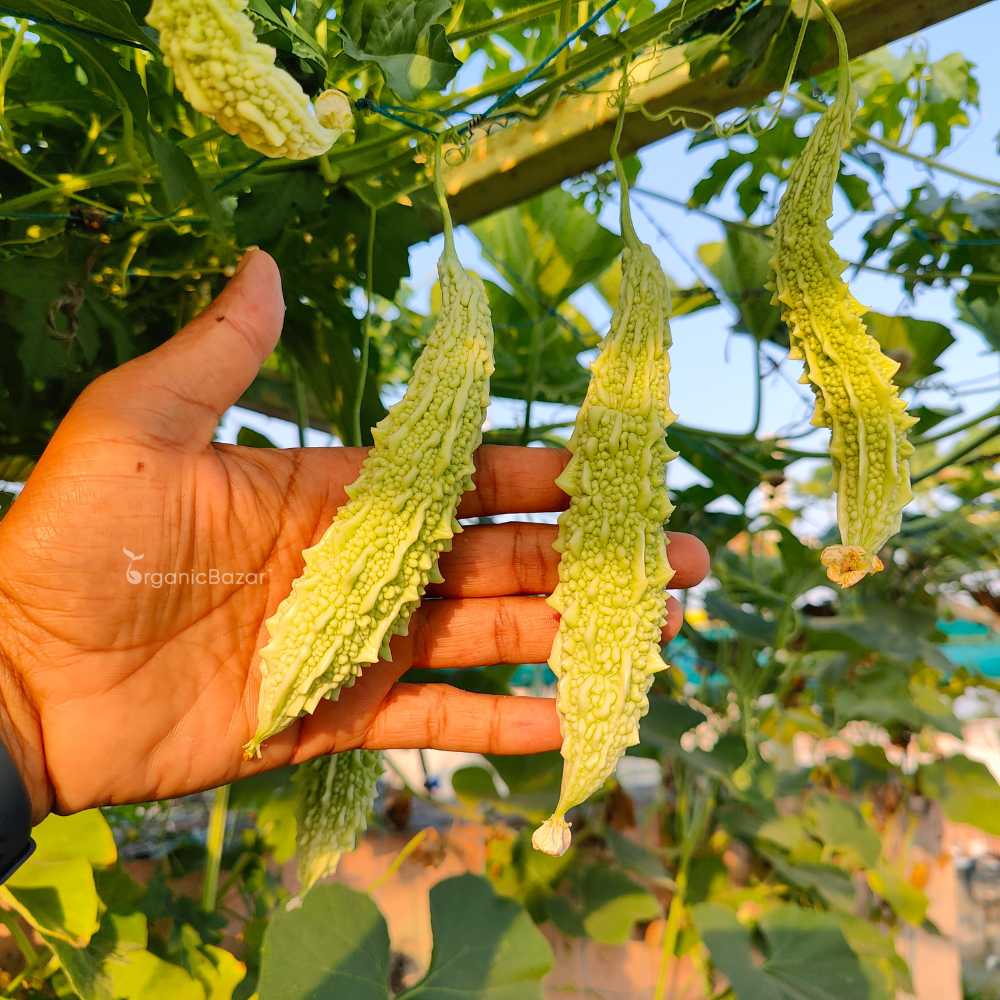 Bitter Gourd White Long Seeds - 10 Seeds (White Karela/ सफ़ेद करेला के बीज) Easy To grow, High Germination, High Yield Karela Seeds for Home Gardening - Image 2