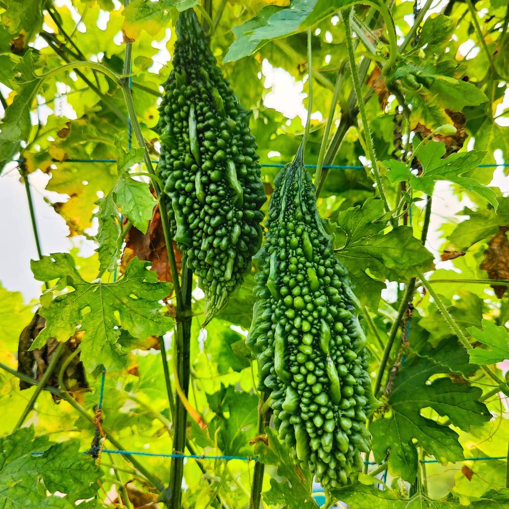 Bitter Gourd (Karela) Seeds Long - 12 Seeds (करेला के बीज) Easy To grow, High Germination, High Yield Karela Seeds for Home Gardening - Image 6