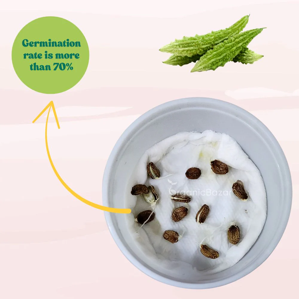 Bitter Gourd (Karela) Seeds Long - 12 Seeds (करेला के बीज) Easy To grow, High Germination, High Yield Karela Seeds for Home Gardening - Image 9