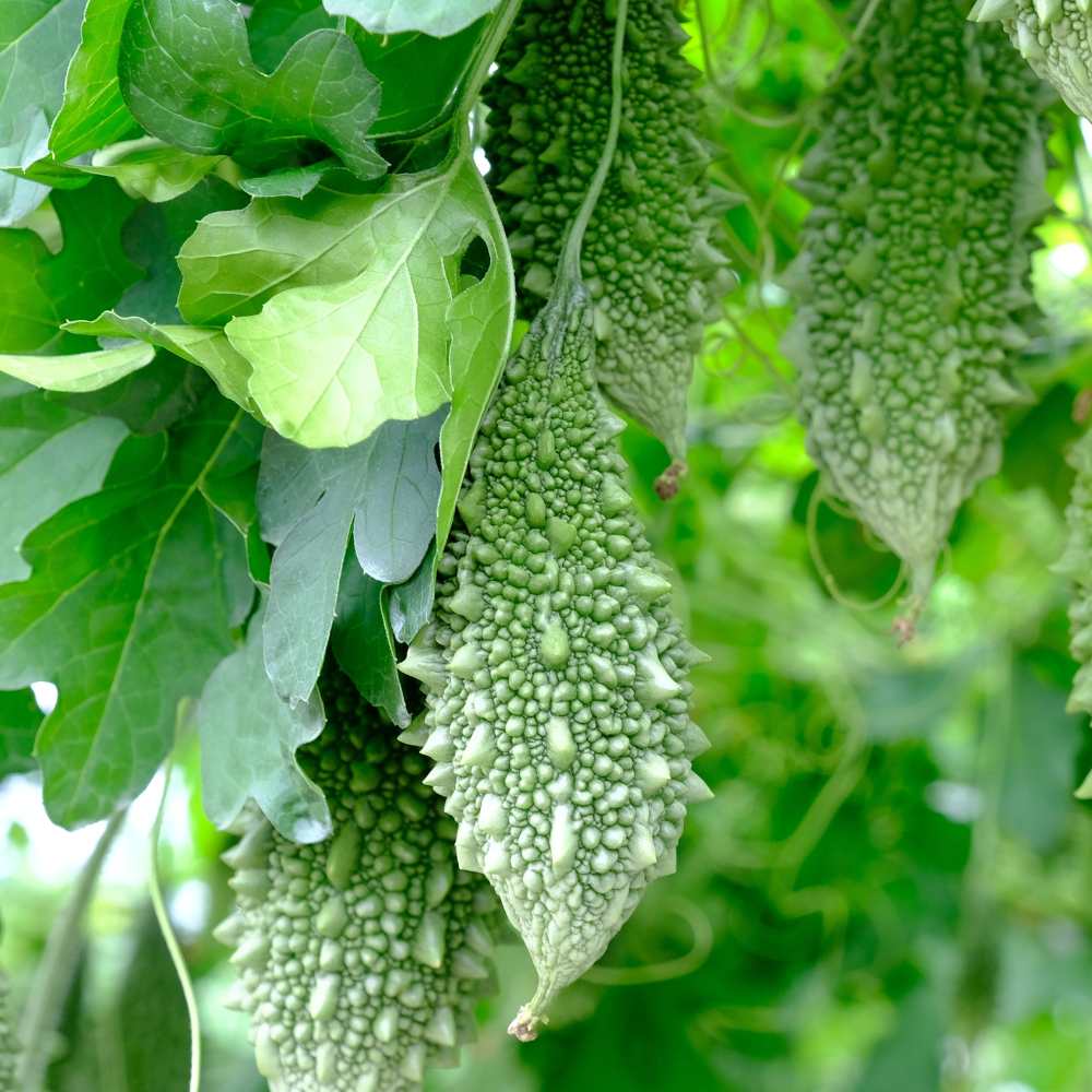 Bitter Gourd Small (Chhota Karela) Seeds - 12 Seeds (करेला के बीज) Easy To grow, High Germination, High Yield Karela Seeds for Home Gardening - Image 3
