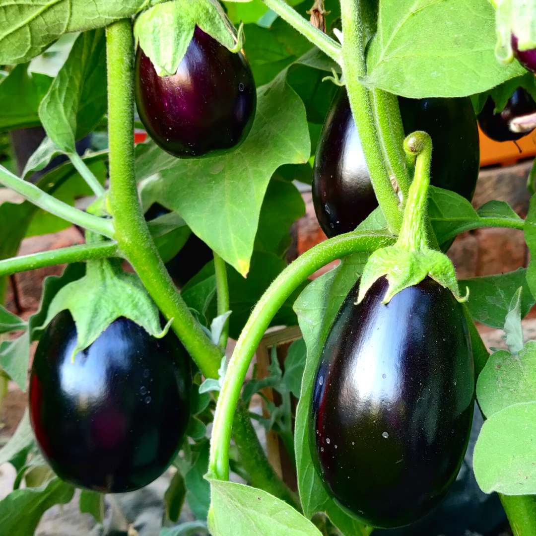 Black Beauty Brinjal Seeds - 50 Seeds (Black beauty Baingan/Eggplant/बैंगन के बीज) High Germination/ High Yield / Ideal for Terrace/Kitchen Gardening - Image 2