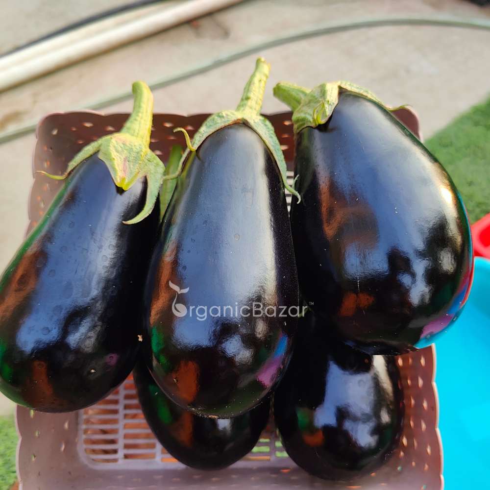 Black Beauty Brinjal Seeds - 50 Seeds (Black beauty Baingan/Eggplant/बैंगन के बीज) High Germination/ High Yield / Ideal for Terrace/Kitchen Gardening - Image 3