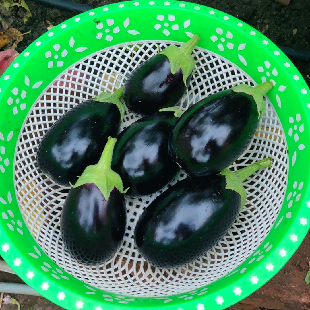 Black Beauty Brinjal Seeds - 50 Seeds (Black beauty Baingan/Eggplant/बैंगन के बीज) High Germination/ High Yield / Ideal for Terrace/Kitchen Gardening - Image 4