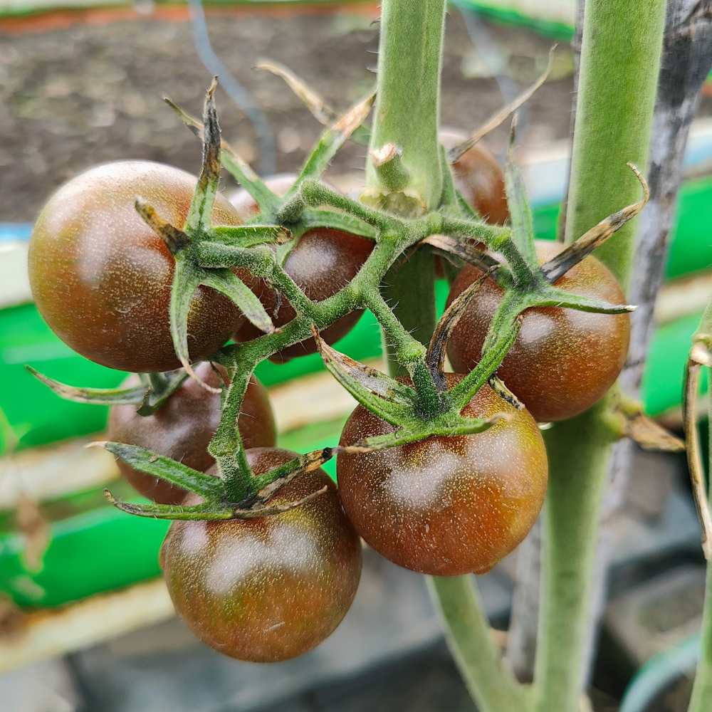 Black Cherry Tomato Seeds (30 Seeds) High Germination/ Easy to Grow/ Ideal for Terrace/Kitchen Gardening - Image 3