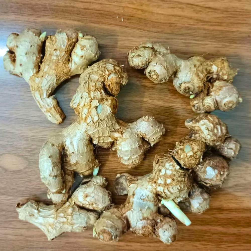 Black Ginger/Kaempferia parviflora Root/Seeds For Planting/Growing/Sowing - Image 3
