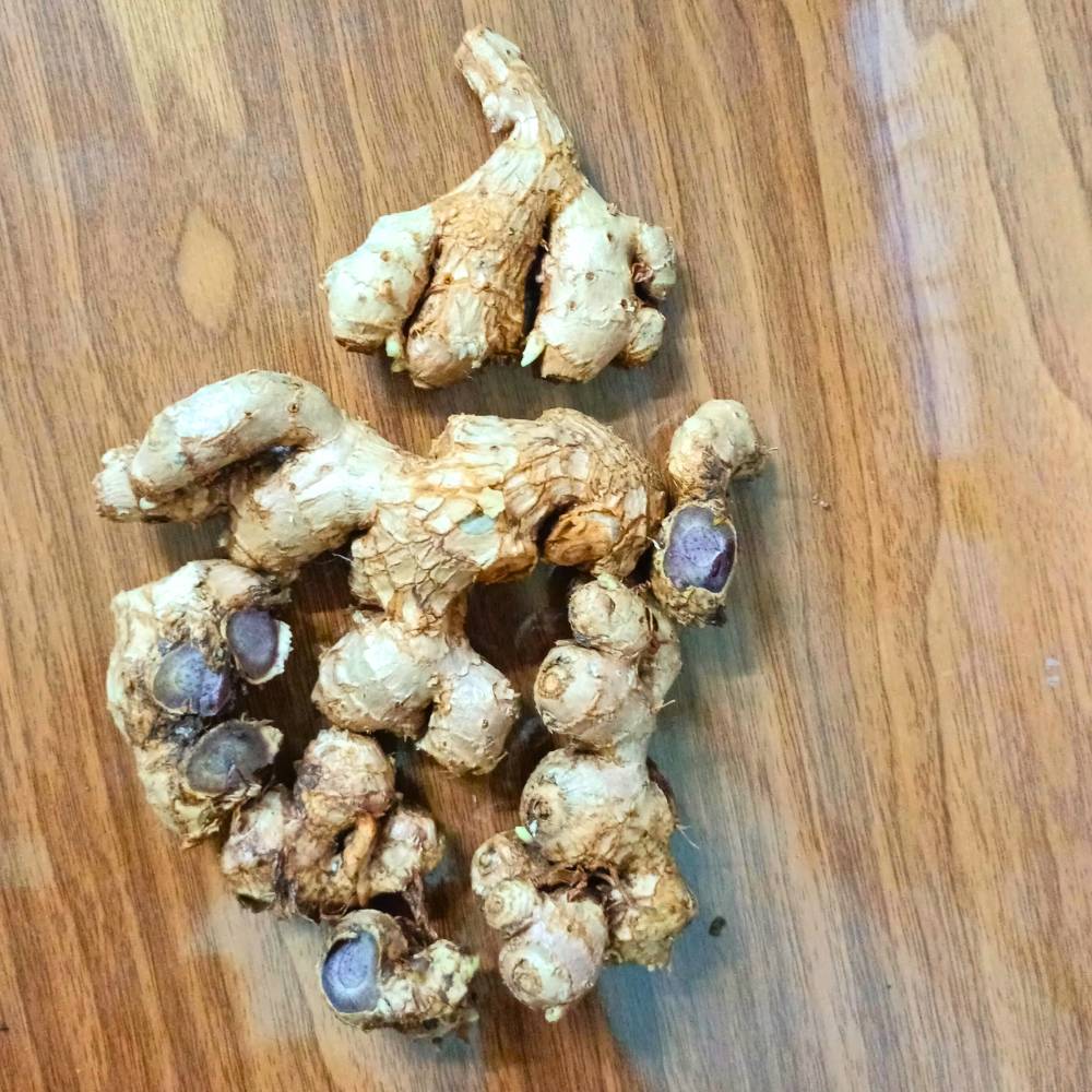 Black Ginger/Kaempferia parviflora Root/Seeds For Planting/Growing/Sowing - Image 4
