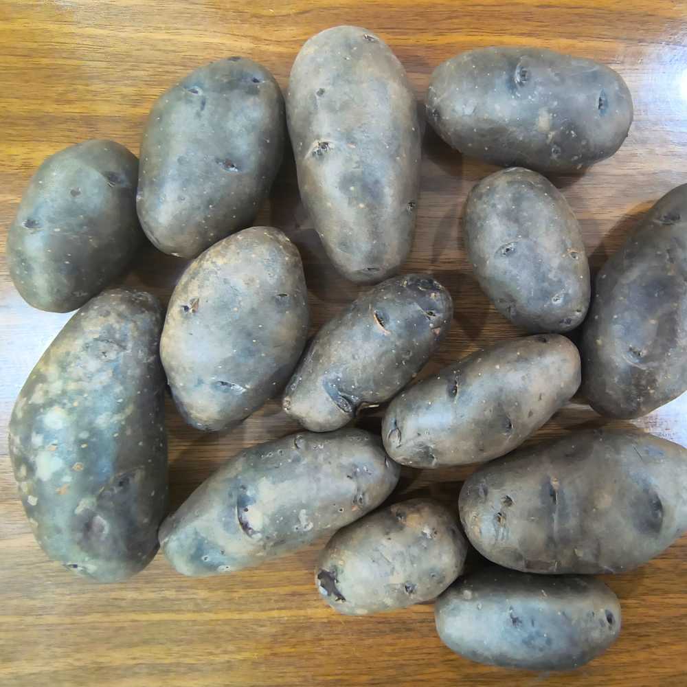 Black Potato Seeds For Kitchen/Terrace Gardening (900g) - Image 2