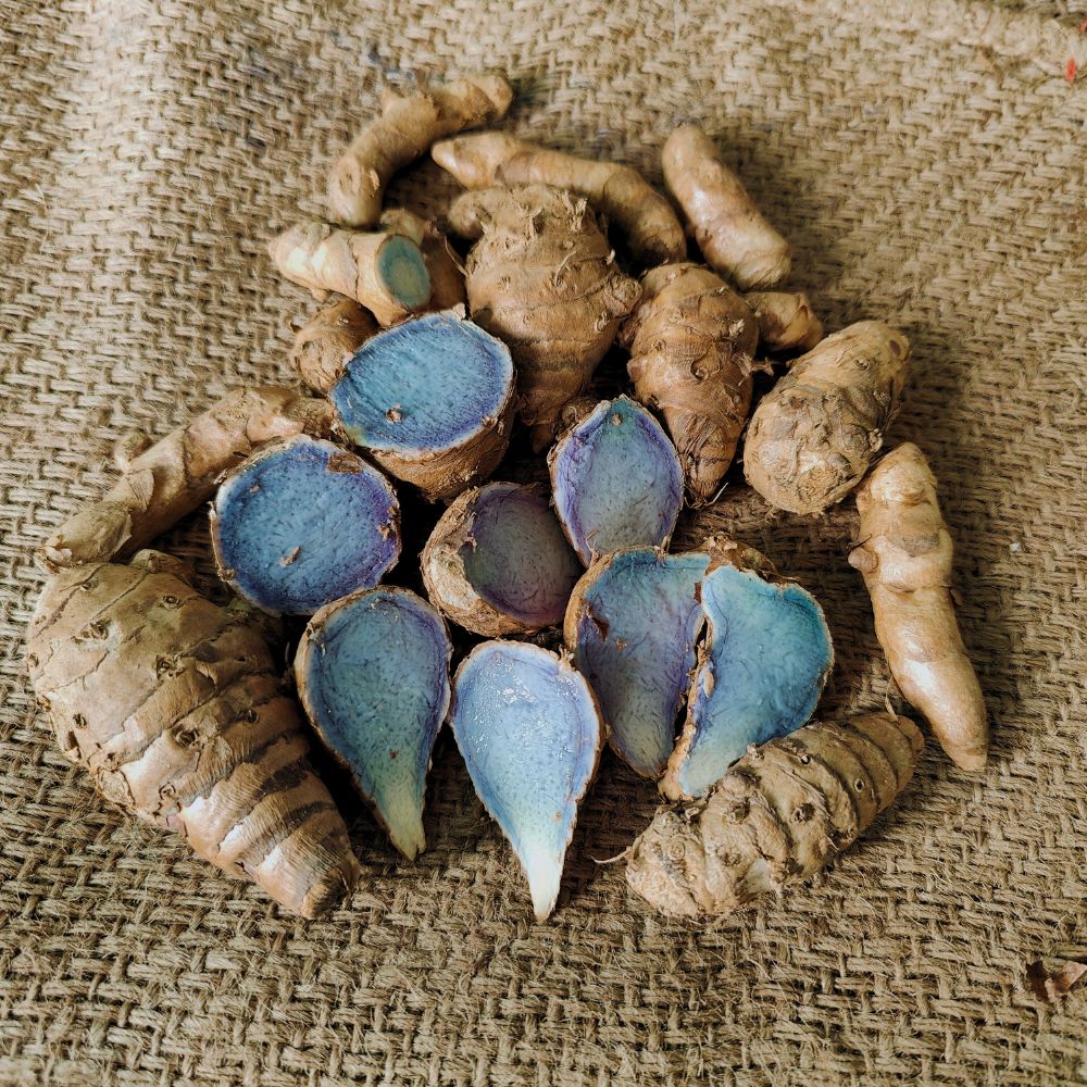 Original Black Turmeric (Kali Haldi ke beej) For Planting (400g) - Image 3