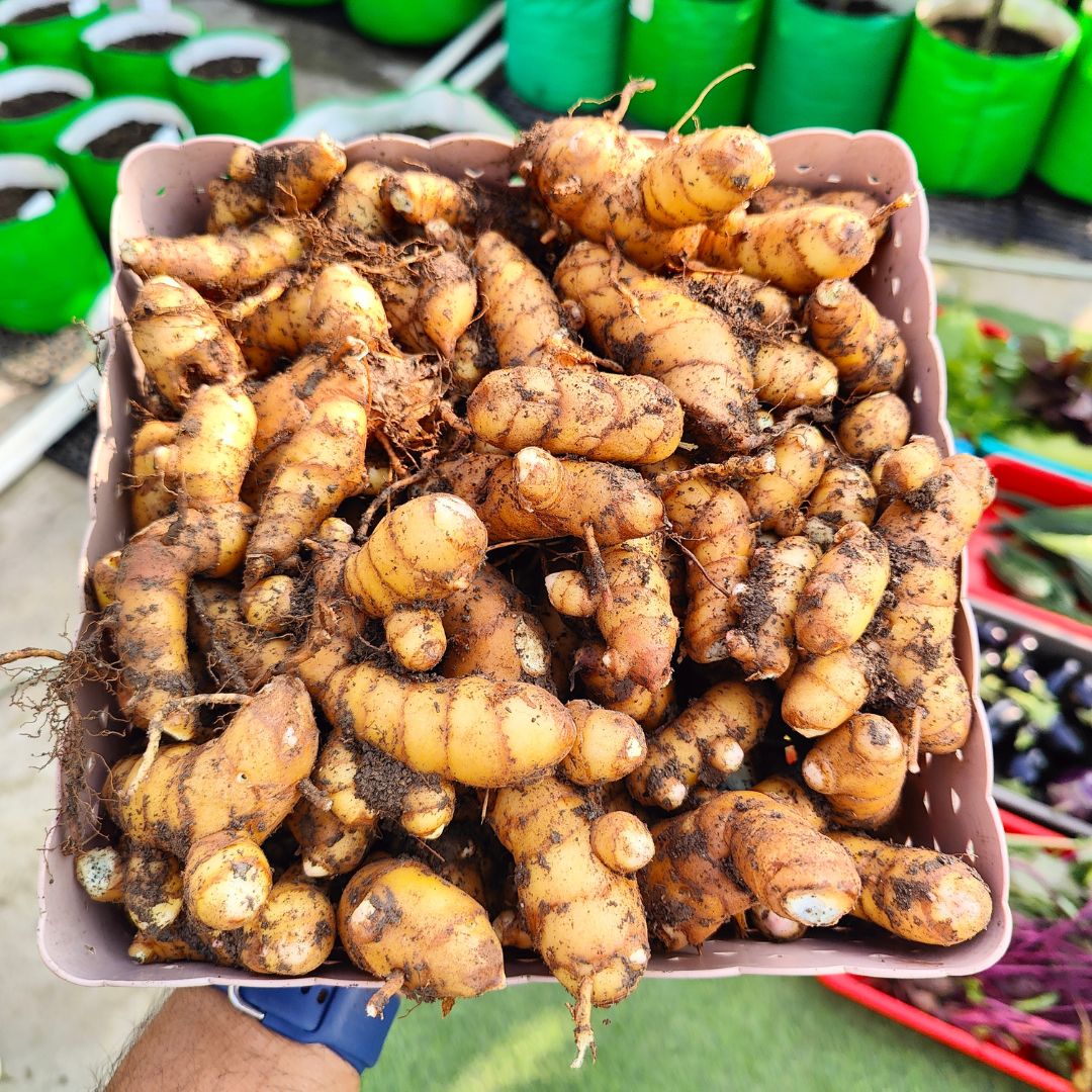 Original Black Turmeric (Kali Haldi ke beej) For Planting (400g) - Image 5