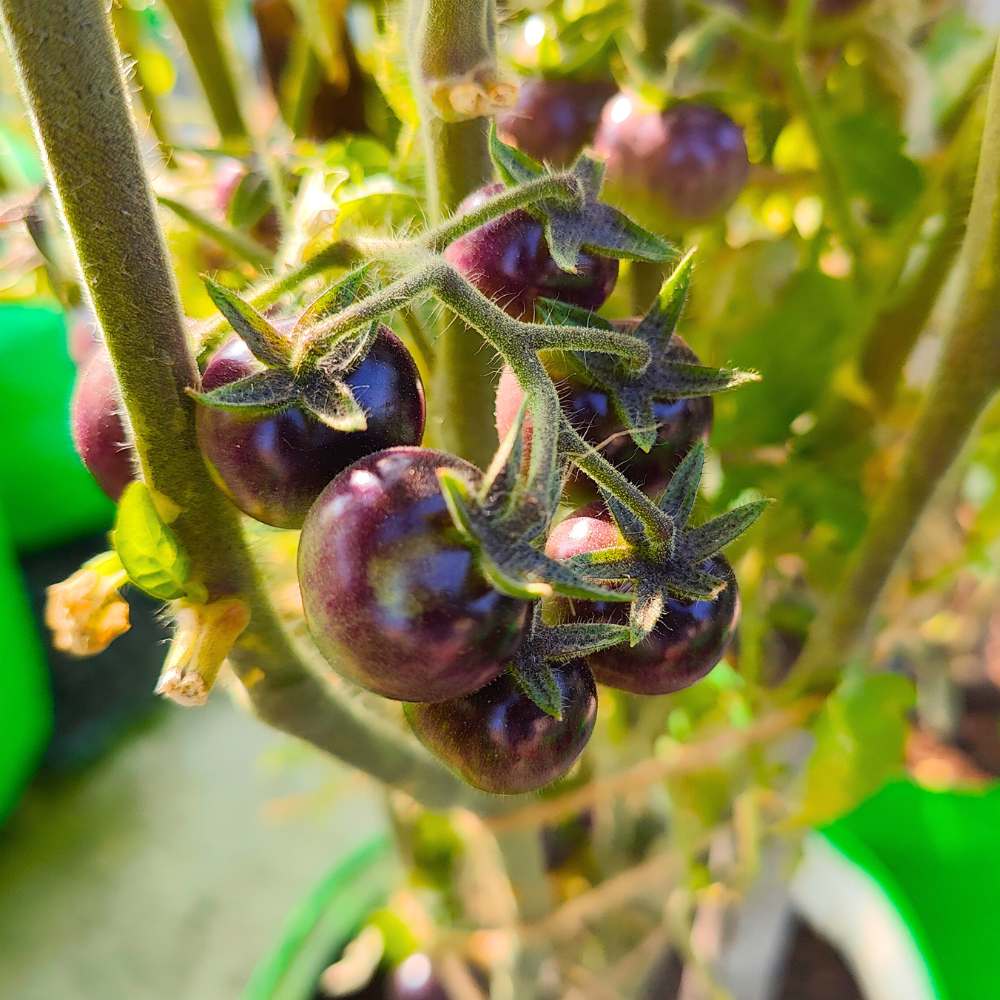 Blue Cherry Tomato Seeds - 30 Seeds (नीले चेरी टमाटर के बीज) High Germination/ Easy to Grow/ Ideal for Terrace/Kitchen Gardening - Image 3