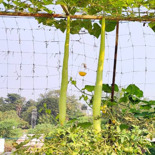 Extra Long Bottle Gourd (Lauki / Ghiya) Seeds (6 फीट लंबी लौकी के बीज) - Image 4