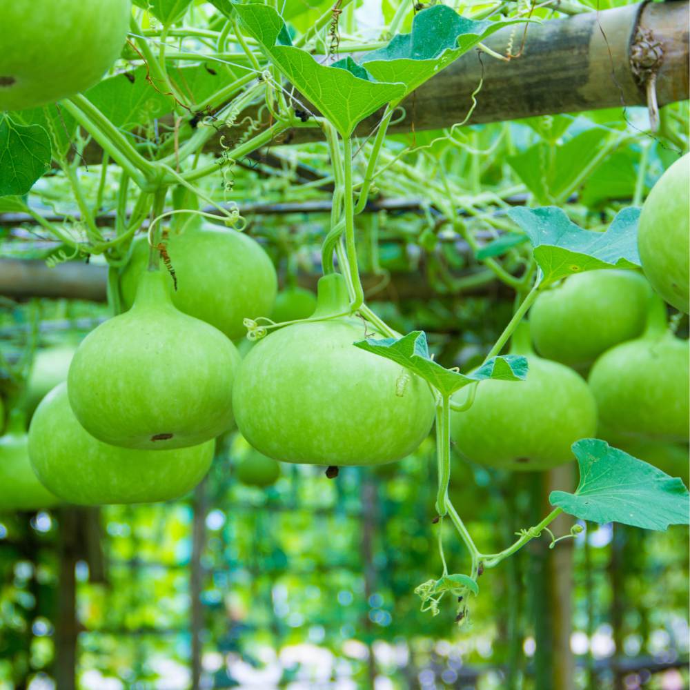 Bottle Gourd Round Seeds - 12 Seeds (गोल लौकी के बीज) Easy To grow, High Germination, High Yield, Perfect Seeds for Terrace gardening - Image 2
