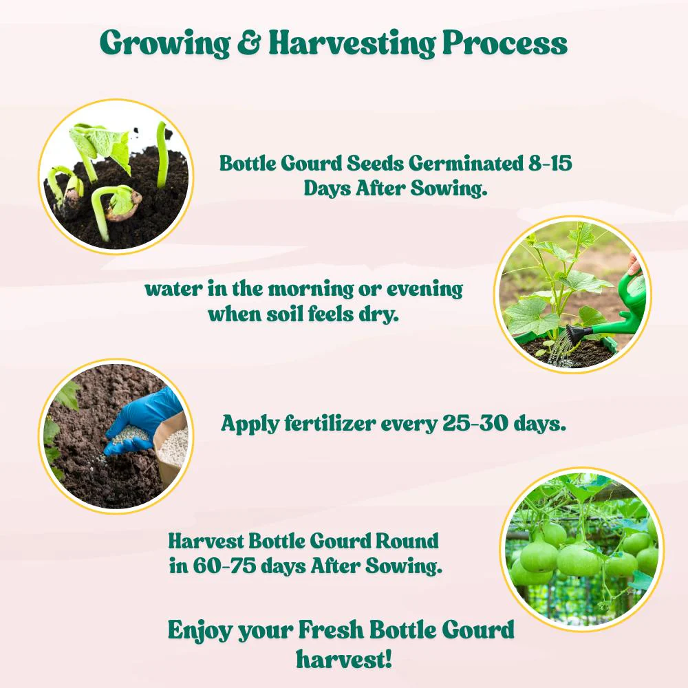 Bottle Gourd Round Seeds - 12 Seeds (गोल लौकी के बीज) Easy To grow, High Germination, High Yield, Perfect Seeds for Terrace gardening - Image 7