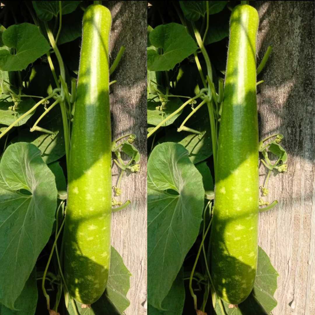Bottle Gourd Long Dark Green With (Spots) F1 Hybrid Seeds - 12 Seeds (Lambi Lauki/ Ghiya/ लंबी लौकी के बीज) Easy To grow, High Germination, High Yield,  Perfect Seeds for Terrace gardening - Image 3