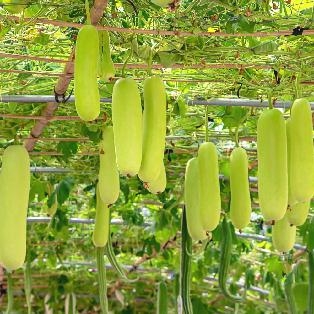 Bottle Gourd Medium Long Seeds - 12 Seeds (Lauki/ Ghiya/ लौकी के बीज) Easy To grow, High Germination, High Yield, Perfect Seeds for Terrace gardening - Image 2