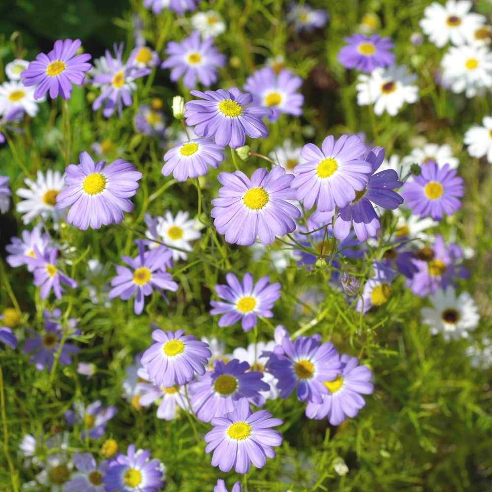 Brachycome Mix Flower Seeds (200 Seeds) High germination/Easy To grow/ Perfect for pots, balconies, or Terrace gardens - Image 2