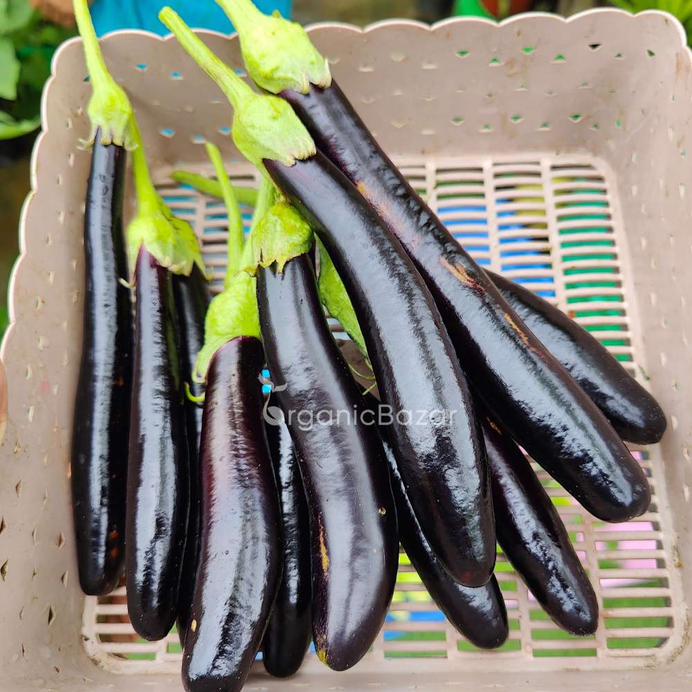 Brinjal Black Thin Long Seeds - (50 Seeds) High Germination/ High Yield / Ideal for Terrace/Kitchen Gardening (Baingan/eggplant/ बैंगन के बीज) - Image 2
