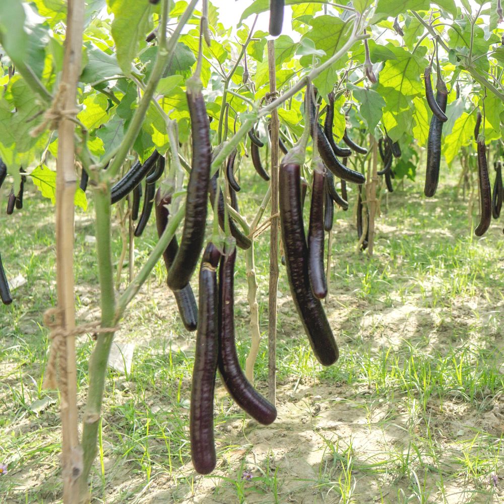 Brinjal Black Thin Long Seeds - (50 Seeds) High Germination/ High Yield / Ideal for Terrace/Kitchen Gardening (Baingan/eggplant/ बैंगन के बीज) - Image 3