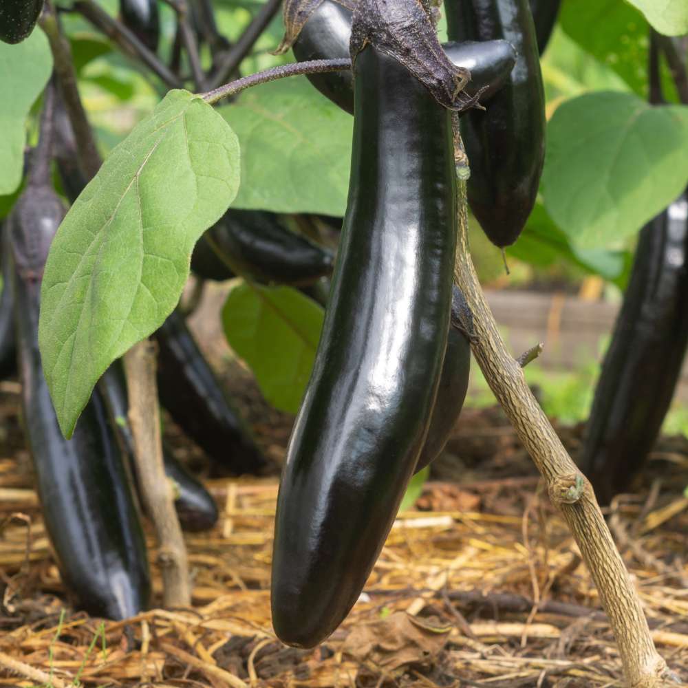 Brinjal Dark Purple Long Seeds - (50 Seeds) High Germination/ High Yield / Ideal for Terrace/Kitchen Gardening (Baingan/eggplant/ बैंगन के बीज) - Image 2