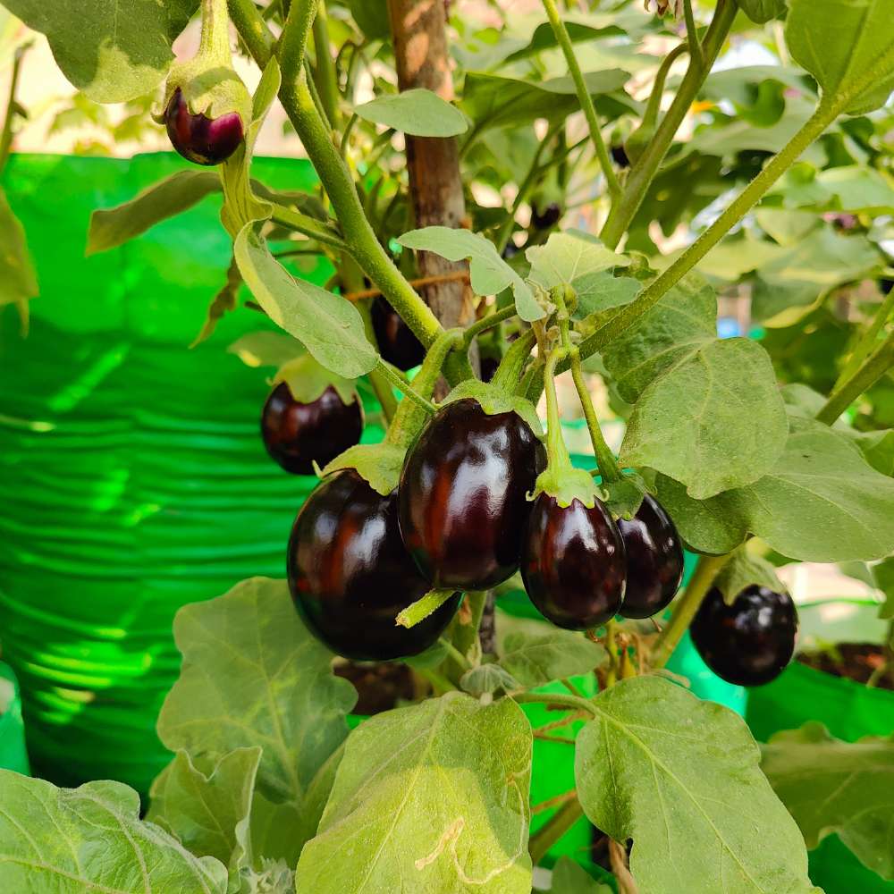 Brinjal Chu Chu Seeds - (50 Seeds) High Germination/ High Yield / Ideal for Terrace/Kitchen Gardening (Baingan/eggplant/ बैंगन के बीज) - Image 2