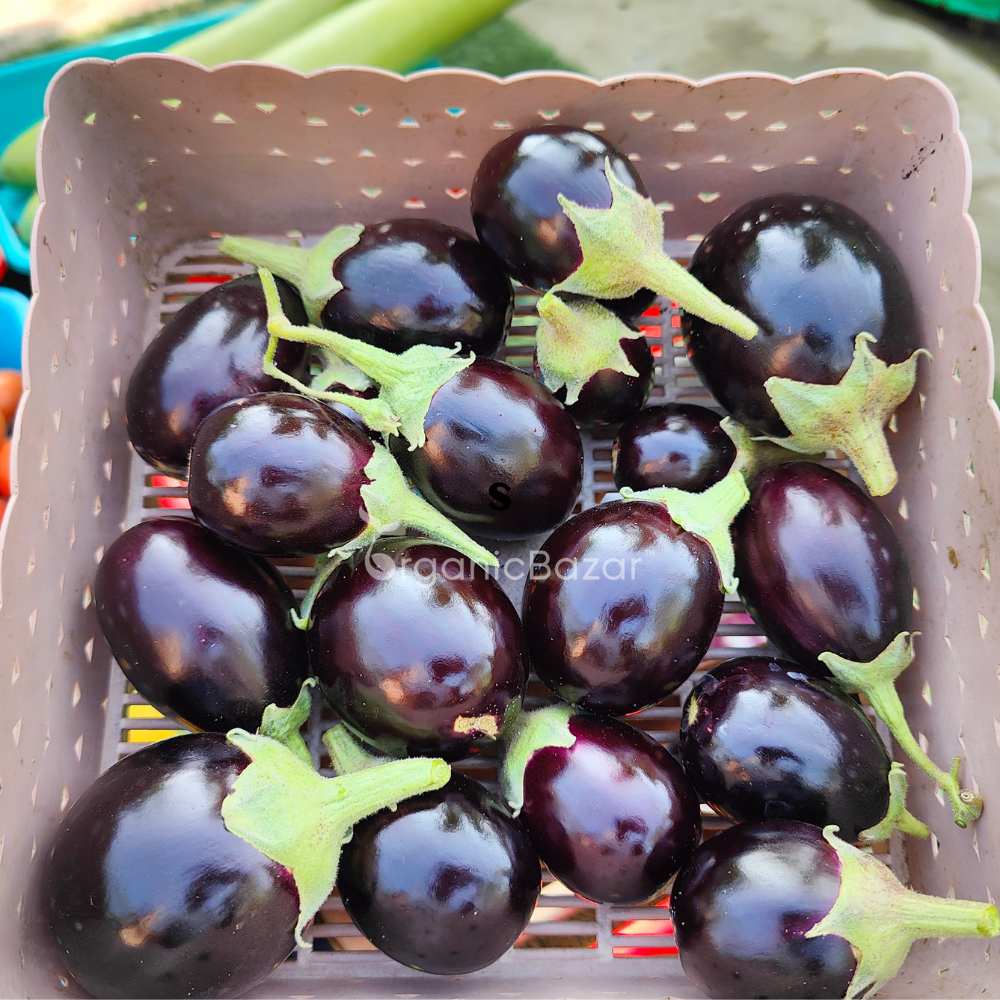 Brinjal Chu Chu Seeds - (50 Seeds) High Germination/ High Yield / Ideal for Terrace/Kitchen Gardening (Baingan/eggplant/ बैंगन के बीज) - Image 3