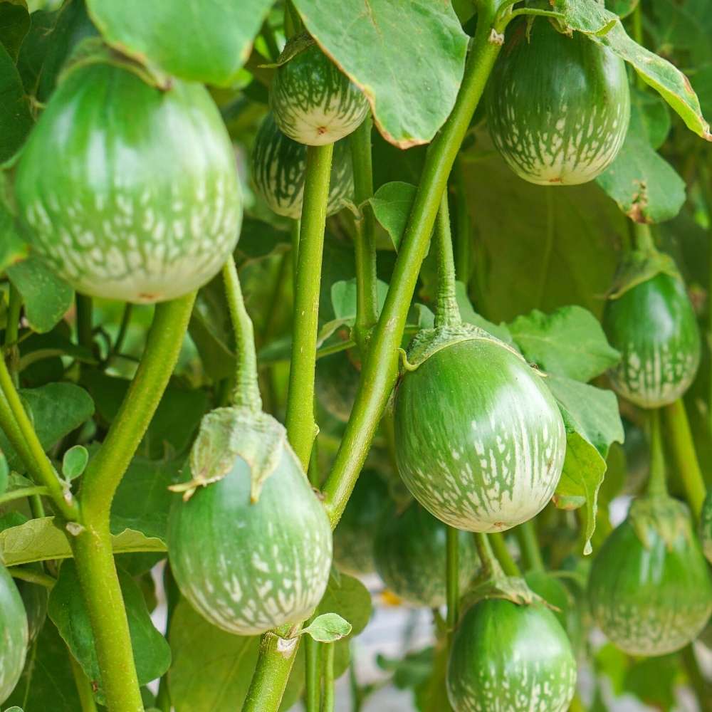 Brinjal Oval Green Round Seeds - (50 Seeds) High Germination/ High Yield / Ideal for Terrace/Kitchen Gardening (Baingan/Eggplant/बैंगन के बीज) - Image 2