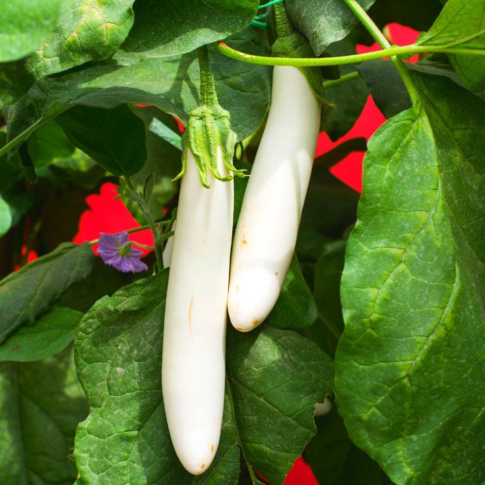 Brinjal White Long Seeds - (50 Seeds) High Yield/ High Germination / Perfect for Terrace/Kitchen Gardening (Baingan/eggplant/ बैंगन के बीज) - Image 2