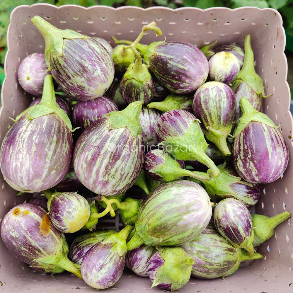 Brinjal Light Purple Green Variegated Seeds - (50 Seeds) High Germination/ High Yield / Ideal for Terrace/Kitchen Gardening (Baingan/eggplant/ बैंगन के बीज) - Image 3